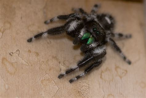 Also, the zebra jumping spider is commonly found indoors. White and Black Jumping Spider With Green Fangs