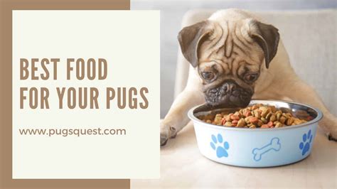 Best Homemade Food For Pug Puppy Best Puppy Food A Guide To