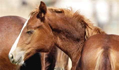 My Horse Has Swollen Lymph Nodes Strangles In Horses