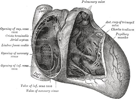 Foramen Ovale Herz Wikipedia