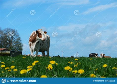 Dutch Cows In The Meadow During Spring In The Netherlands At Noordoostpolder Flevoland Black