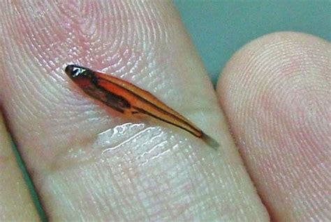 5 Paedocypris Fish Also Known As The Smallest Fish There Is Its