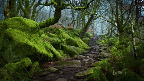England Forest Path In Padley Gorge In Derbyshire 2017 Bing Desktop