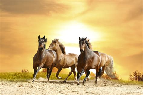 Wild Horse Wallpapers Pictures Images