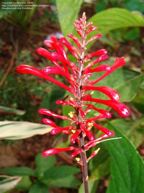 Plantfiles Pictures Thyrsacanthus Species Cardinal Guard Firespike