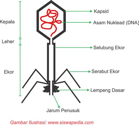 Gambarkan Struktur Virus Secara Umum IlmuSosial Id