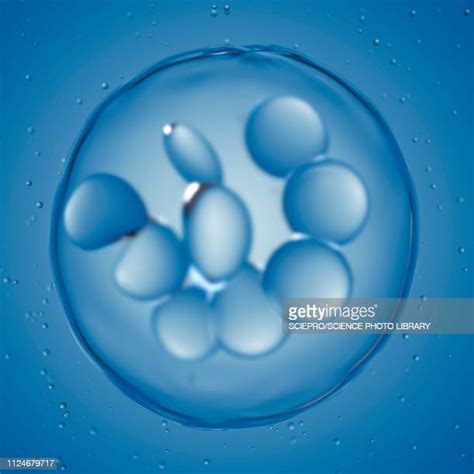 Megakaryocyte High Res Illustrations Getty Images