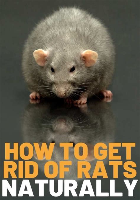 How To Get Rid Of Rats Fast Getting Rid Of Rats Getting Rid Of Mice