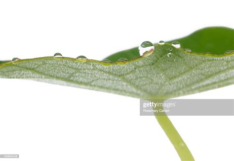 Water Drops Cling To The Edge Of A Nasturtium Leaf High Res Stock Photo