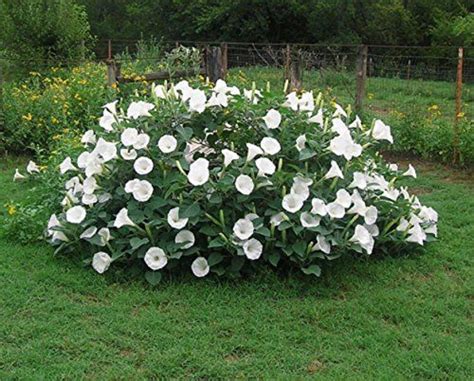 Fragrant Moonflower Bush 20 Seeds This Will Slow Down Traffic Comb