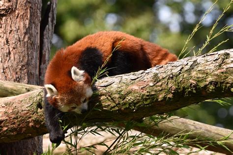 Wallpaper Red Panda Animal Tree Branches Wildlife Hd Widescreen