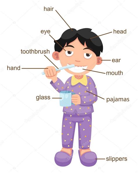 Vocabulary Part Of Body Vector Stock Vector Image By ©jehsomwang 69386975