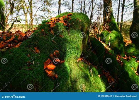 Beautiful Green Moss In Autumnal Forest Sun And Shadows Natural