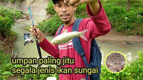 Beberapa diantaranya seperti ikan badut, berta, sampai dengan ikan koi. UMPAN JITU SEGALA JENIS IKAN SUNGAI, mudah di temukan ...