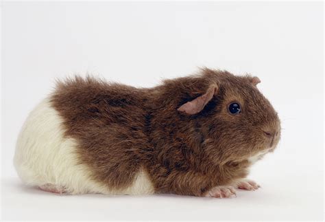 Rex Guinea Pig