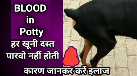 Dog Bloody Stool Diarrhea Treatment Dog Ki Potty Mein Blood Aana Dog