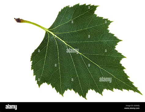 Green Leaf Of Birch Tree Betula Pendula Silver Birch Warty Birch