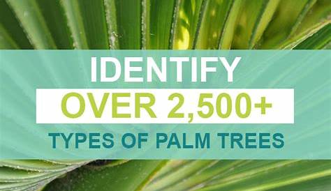 Identify Over 2,500+ Types Of Palm Trees (with Pictures)