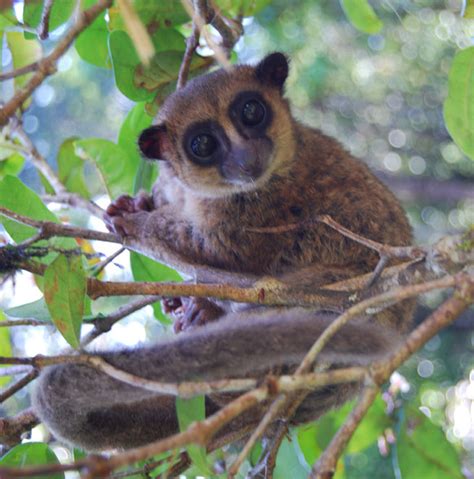 This Newly Discovered Tiny Lemur From Madagascar Is So Cute We Just Can