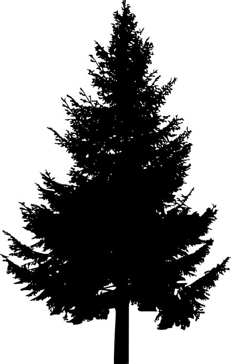 Gambar Siluet Pohon Cemara Atau Pinus Pada Ilustrasi Vektor Latar