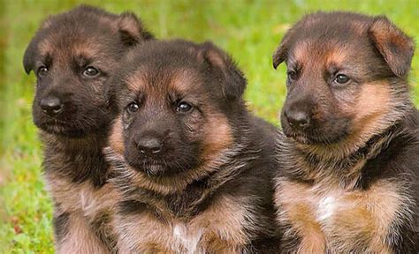 The sire is white with five generations of pure white these are registered german shepherd puppies born on january first, two thousand eight. Black in Berlin: German Dogs Are Too Well Behaved, I Like ...
