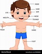 Boy body parts diagram poster Royalty Free Vector Image
