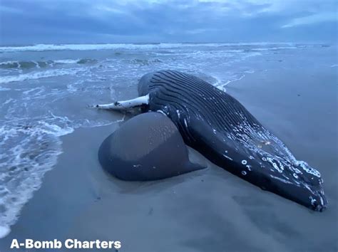 7 Dead Whales Latest Washes Up On Brigantine Beach Downbeach Buzz