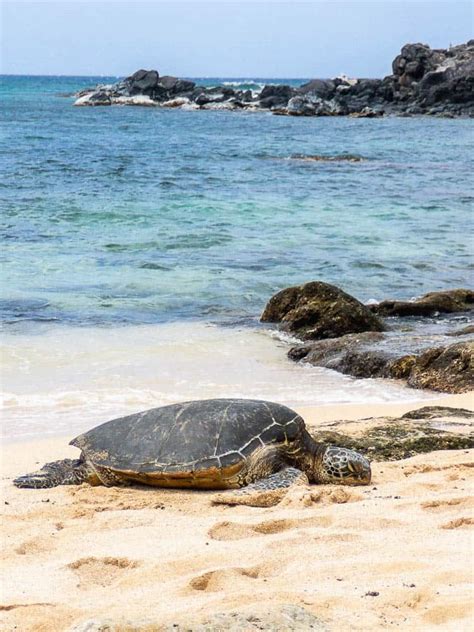 Mauis Turtle Beach 8 Tried And True Spots For Sea Turtle Sightings In