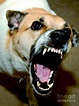 Angry Dog. Photograph by W Scott McGill - Pixels