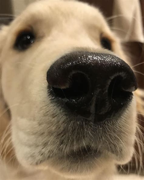 Wet Snoot Dog Love Animals And Pets Dogs