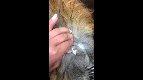 Diagram Diagram Of Sebaceous Cyst In Dogs Mydiagramonline