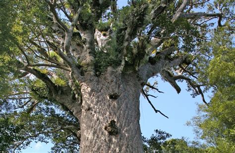 Ancient Kauri Trees Points To A Turning Point In Earths History 42000