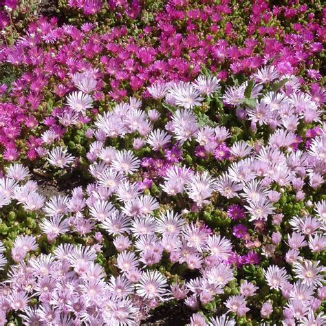 Growing Cold Hardy Ice Plant New Varieties And Returning Favorites