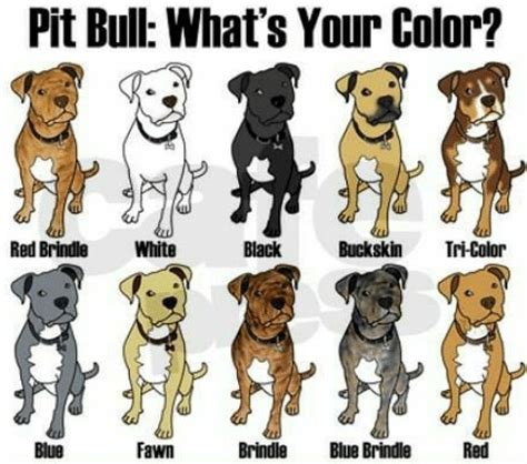 Bellow is the official american kennel club list of colors available for the english bulldog breed. Pitbull Breeding Color Chart | Pitbull Puppies
