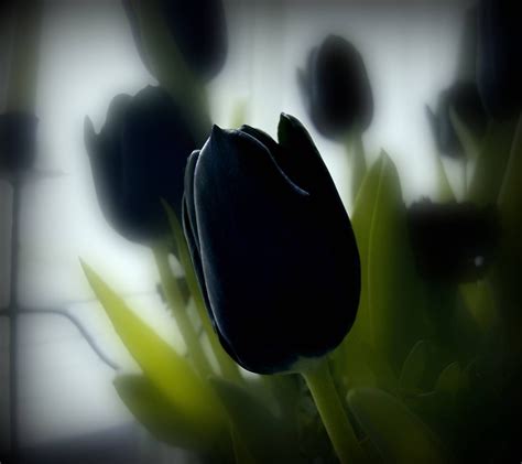 Black Tulip Wallpapers On Wallpaperdog