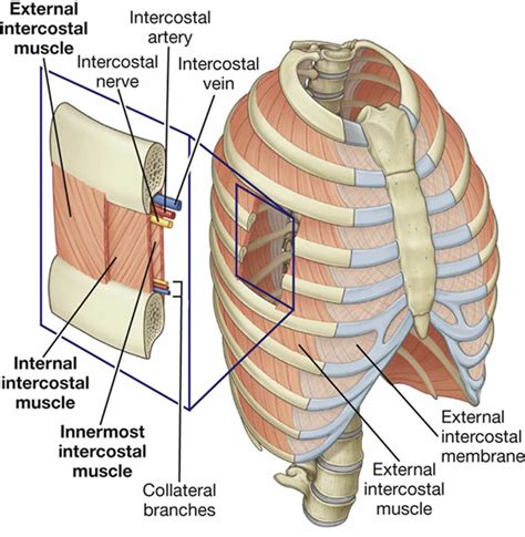 Intercostal Muscle Strain Causes Symptoms Diagnosis Treatment