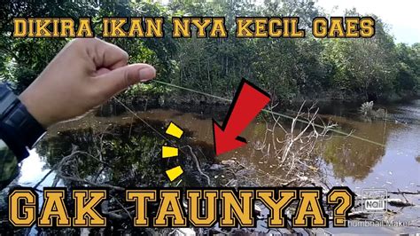 PASER IKAN Nembak Ikan Tambakan Besar Dibawa Sangkut Evakuasinya Menegangkan YouTube