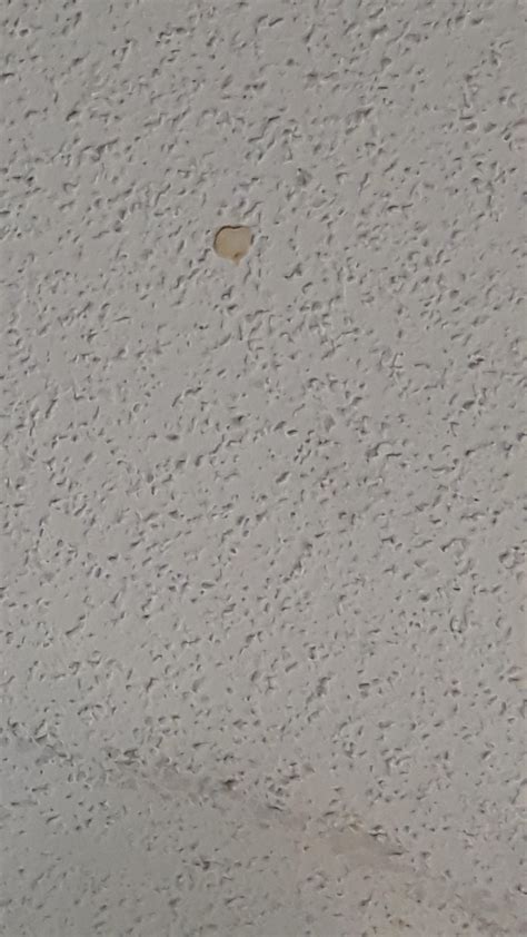 What Are These Things On The Ceiling Of My Room Whatisthisthing