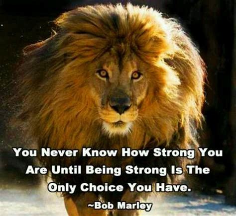 Strong Quotes About Lions Quotesgram