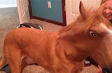 horse imgur mask dog