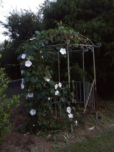 Moonflowers I Want To Plant Some By The Porch With A Trellis Which