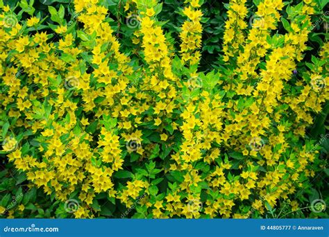 Small And Cute Yellow Flowers Stock Photo Image 44805777