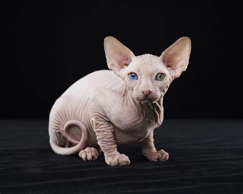 Hairless Cats To Adopt Martha Stewart
