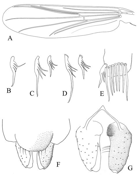 Denopelopia Amicitia Sp N Adult Male A Wing B Fore Tibial Spur C Mid