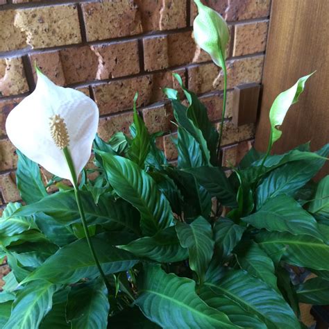 Peace lilies are preparing their bloom cycle for a summer bloom! Are lilies poisonous to cats? | Find out what lilies are ...