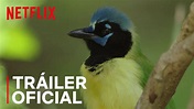 Pajareros | Tráiler principal | Netflix - YouTube