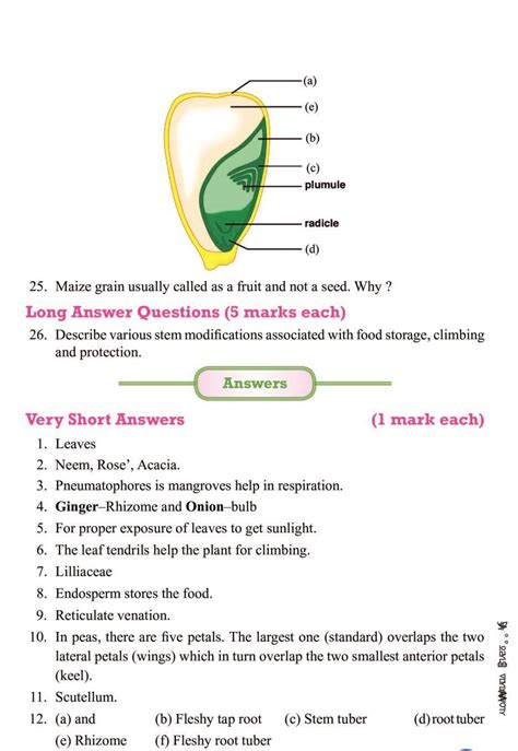 Morphology Of Flowering Plants Notes For Class 11 Biology Pdf Oneedu24