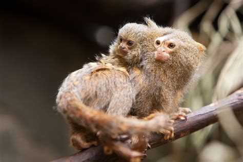 2012 02 26 12h47m13272p5152 Pygmy Marmoset Dad With One Flickr