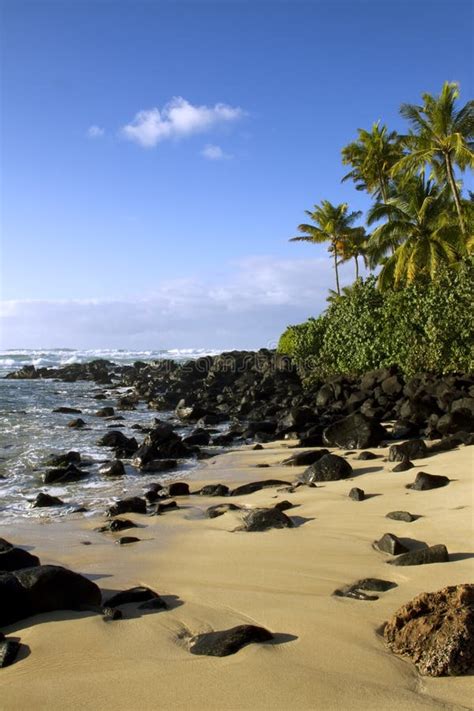 Turtle Beach Laniakea Oahu North Shore Stock Image Image Of