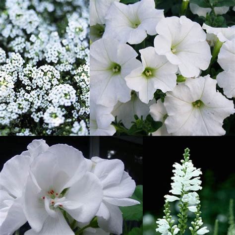 Easy Outdoor Chic All White Container Gardens Container Gardening